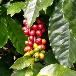 RUTA DEL CAFÉ, UNA AVENTURA DE AROMA Y SABOR