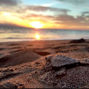 ENCUENTRO AL NATURAL CON LAS TORTUGAS