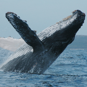 EXPEDICION EN BUSCA DE BALLENAS