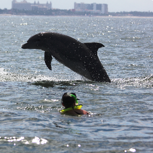 DELFINES EN LIBERTAD Y SNORKELING