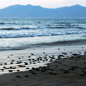 CAMPAMENTO TORTUGUERO