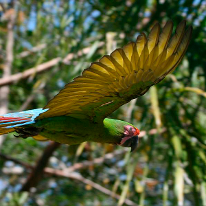 OBSERVACION DE GUACAMAYAS