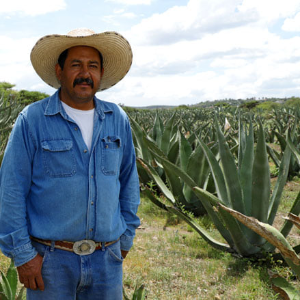 LA RUTA DEL MAGUEY Y PULQUE BOYÉ