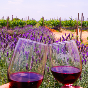DEGUSTACIÓN DE VINOS