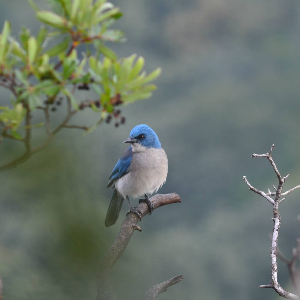 OBSERVACIÓN DE AVES