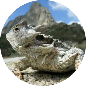 Edgardo Trejo